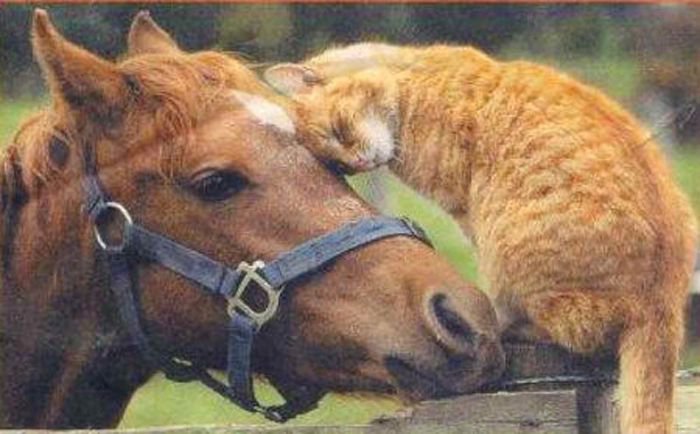 Дружба "Лошади и кота." фото - лошадь, кони, животные, кошка, кот - оригинал