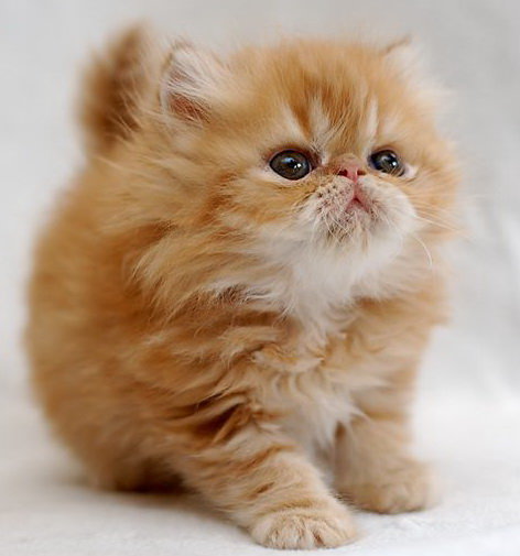 Рыжий пушистик - животные, красота, картина, котенок - оригинал