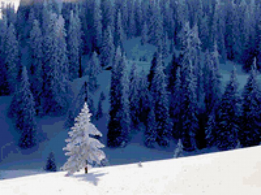 Зима в горах - елки, природа. пейзаж, зима - предпросмотр