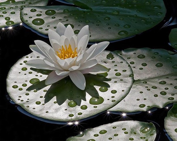 Лотос белый - цветы, водяные лилии, кувшинки, вода - оригинал