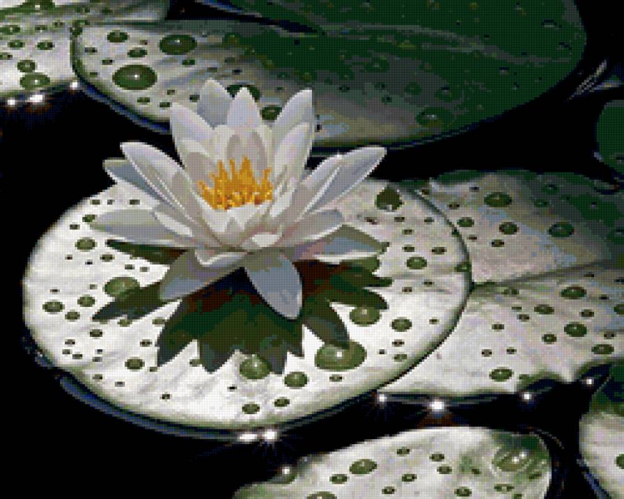Лотос белый - цветы, кувшинки, вода, водяные лилии - предпросмотр