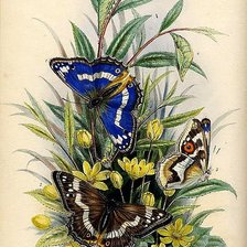 Оригинал схемы вышивки «бабочки на цветах» (№171963)