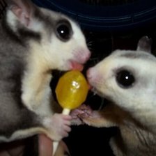 Схема вышивки «Аппосумы»