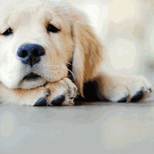 Схема вышивки «Щенок»