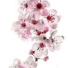 Схема вышивки «сакура»