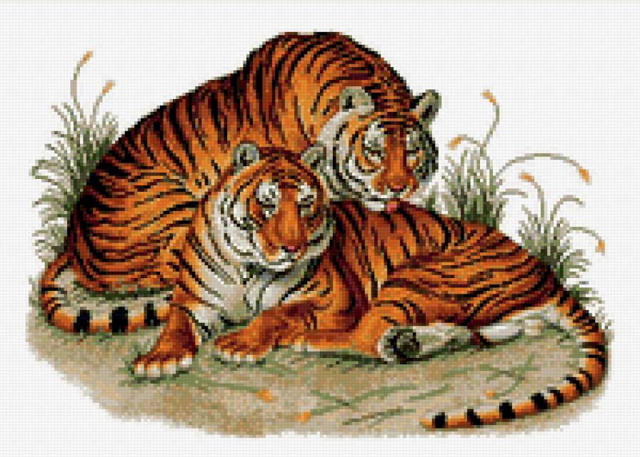 Tigre - тигры, тигр, животные, дикие звери - предпросмотр