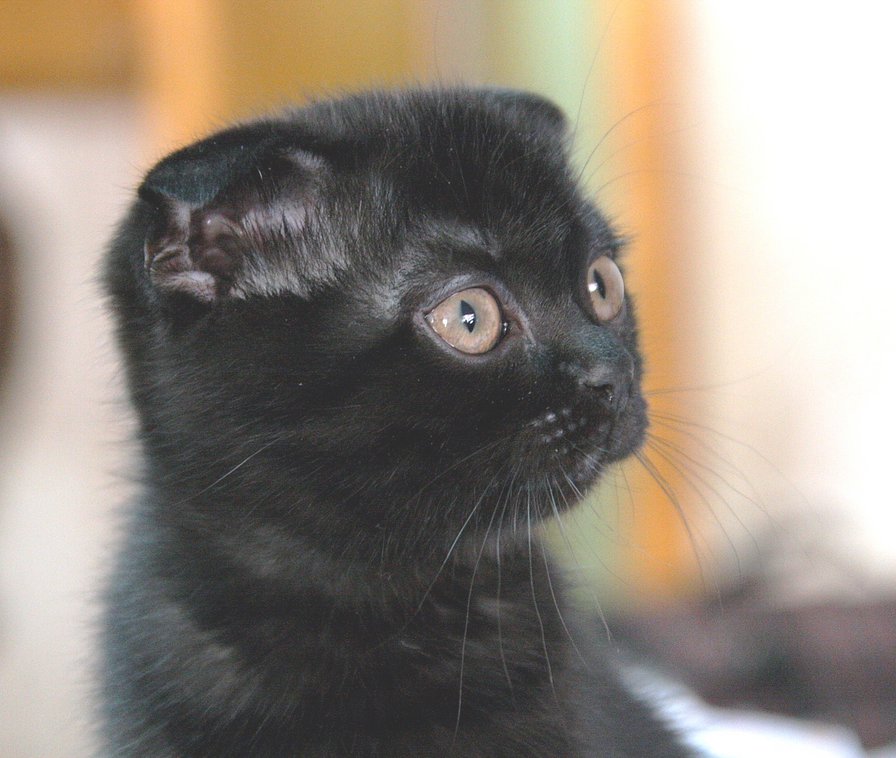 Черный кот - кот, кошка - оригинал
