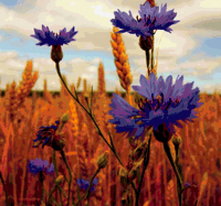 Васильки - предпросмотр