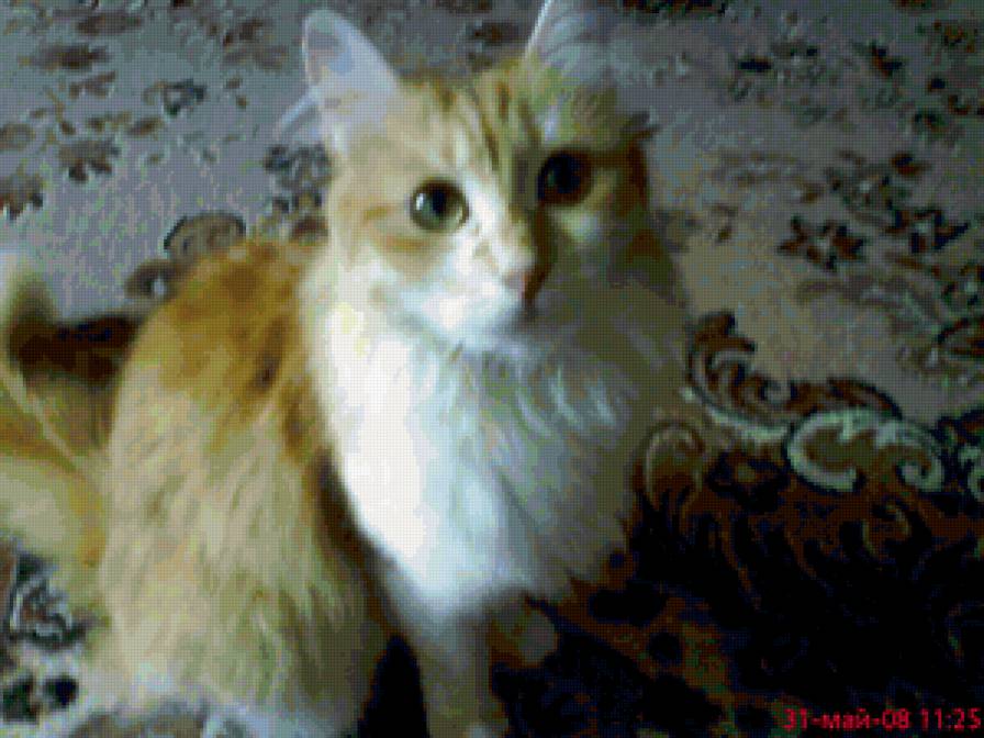 Софьюшка - кошки - предпросмотр