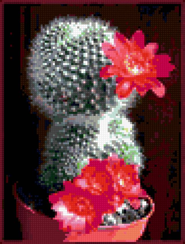 Кактус - цветы кактус растение - предпросмотр