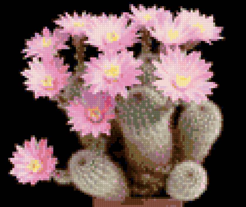 Кактус розовый - кактус, цветы, розовый - предпросмотр