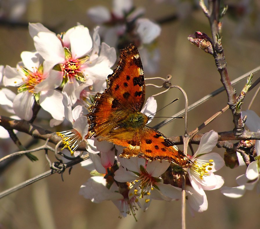 Бабочка и вишня - цветы, насекомые, лето, природа, вишня, весна, бабочка - оригинал