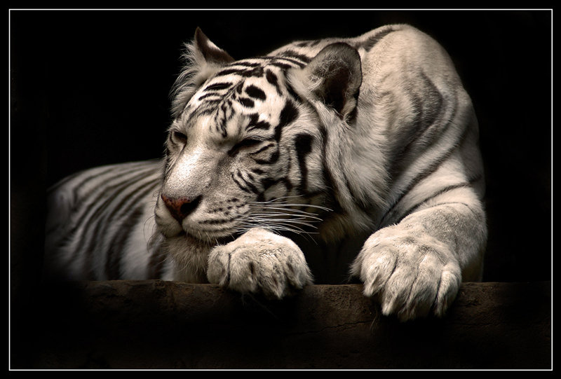 тигр - оригинал