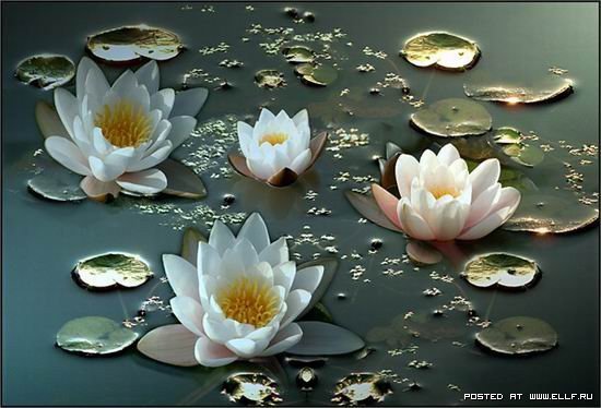 кувшинки - оригинал
