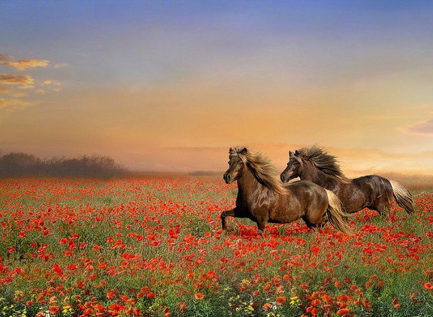 кони в поле - поле, лошадь, маки - оригинал