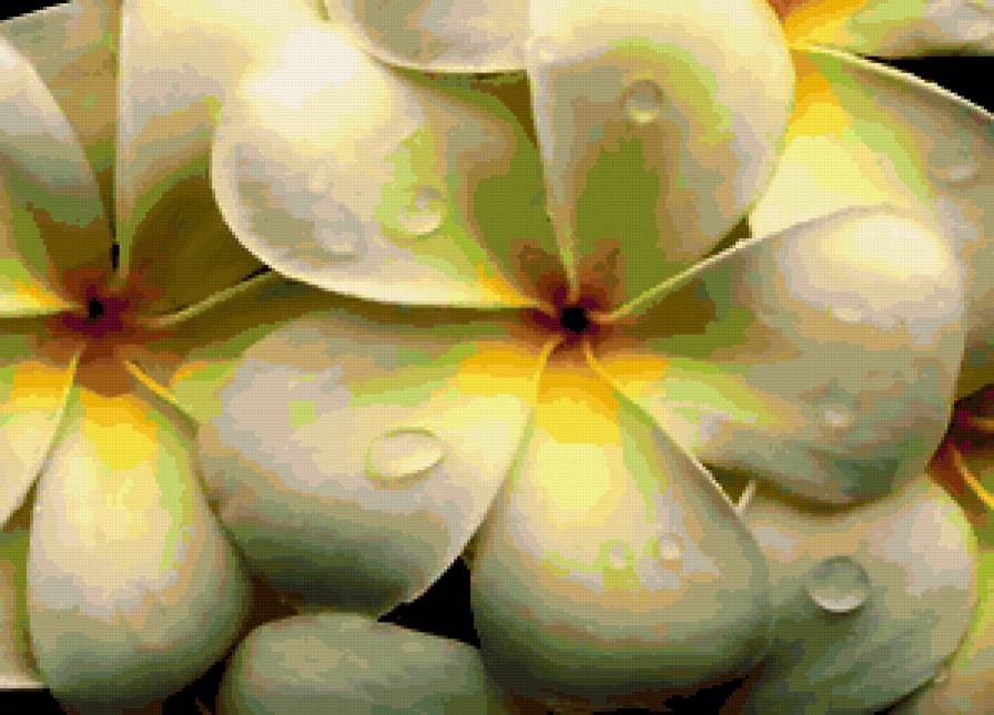 765 - розы, цветок, роза, букет, цветы, flower - предпросмотр