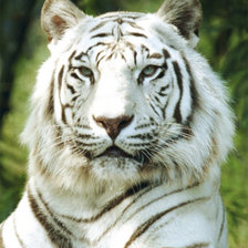 Оригинал схемы вышивки «белый тигр» (№173455)