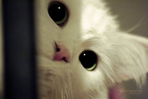 Котенок - оригинал