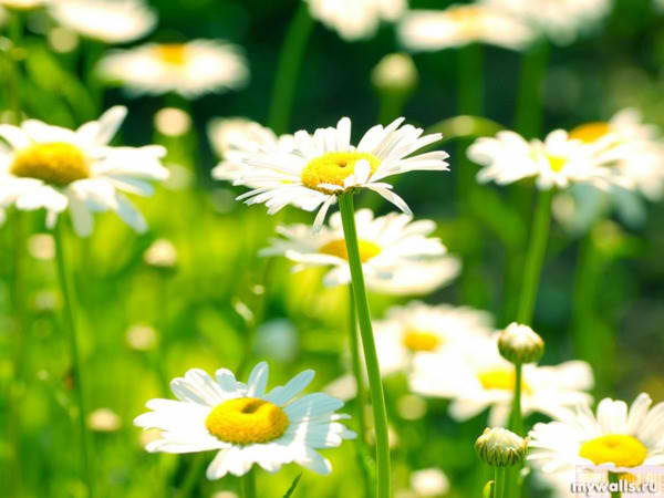 Ромашки - ромашки, цветы - оригинал