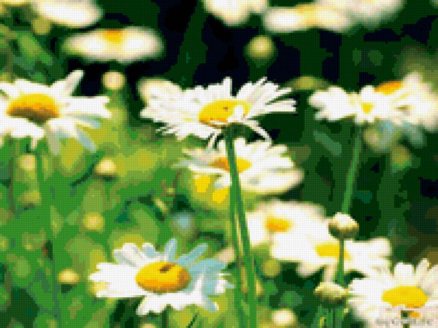 Ромашки - ромашки, цветы - предпросмотр