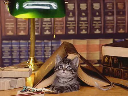Котёнок в библиотеке - котенок - оригинал