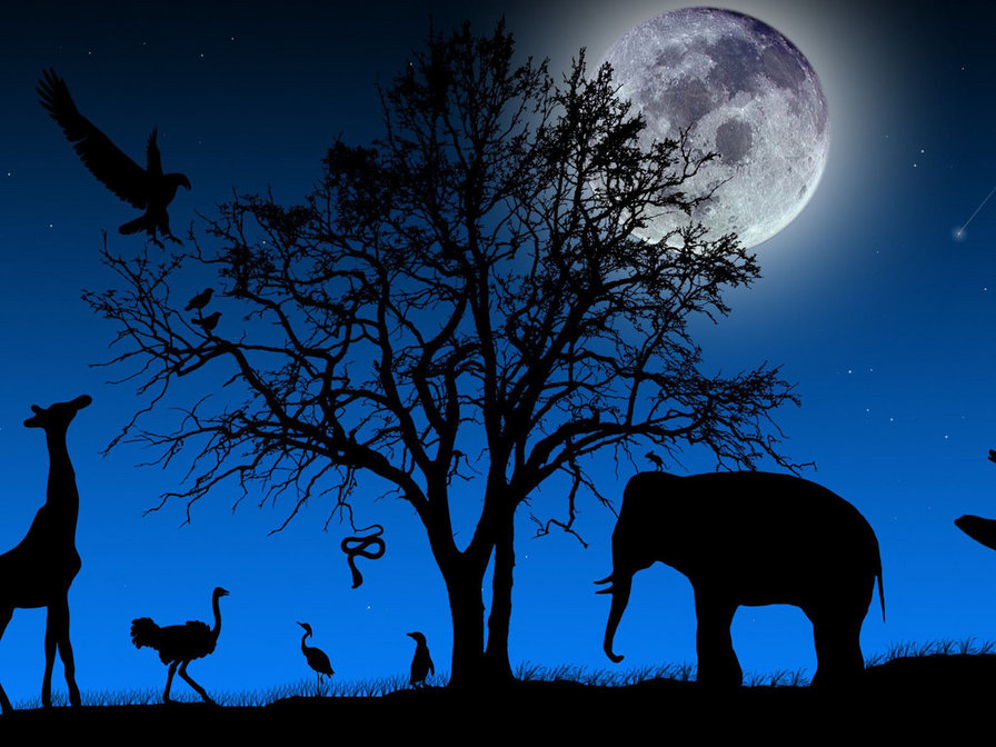 Животные - дерево, животные, ночь - оригинал
