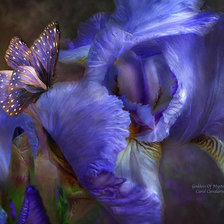 Схема вышивки «ирис и бабочка»