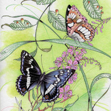 Оригинал схемы вышивки «butterfly» (№174129)