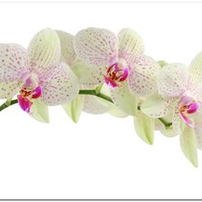 Оригинал схемы вышивки «орхидеи» (№174159)