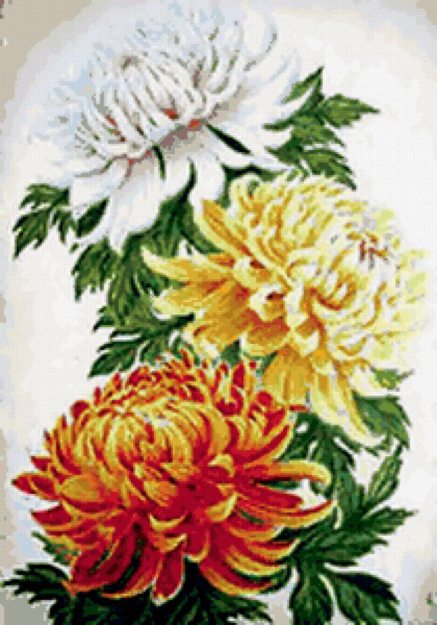 Хризантемы - хризантемы, цветы - предпросмотр