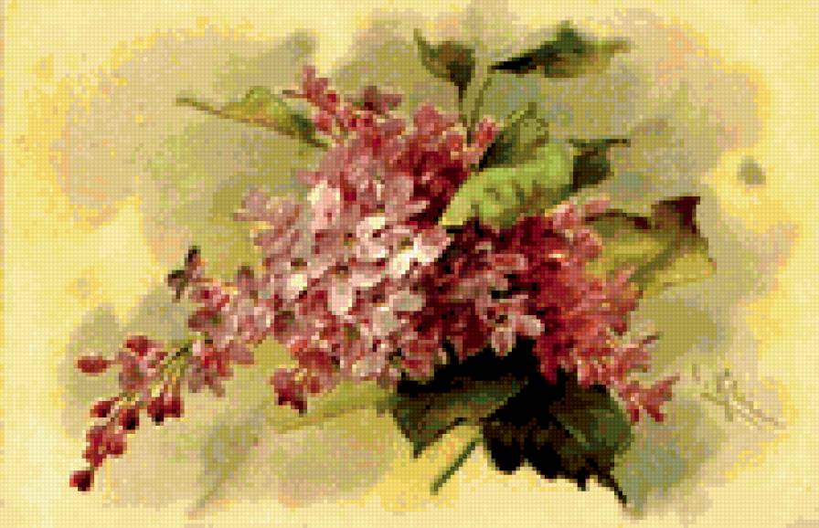 сирень - предпросмотр