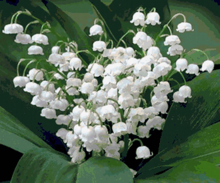 ландыши - цветы - предпросмотр