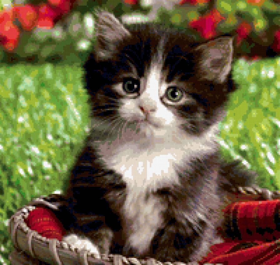 Котенок - животные - предпросмотр