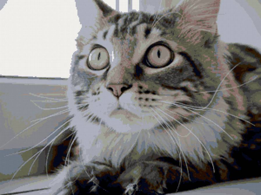 Корсик - korsar, st.tasha - предпросмотр