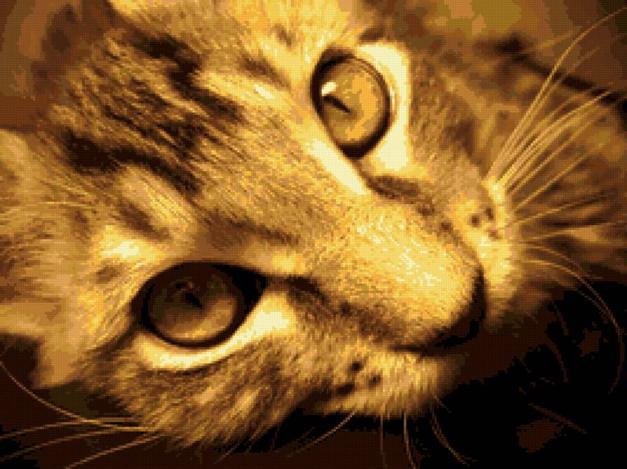 Korsar - korsar, st, tasha - предпросмотр