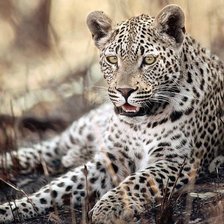 Схема вышивки «Гепард»