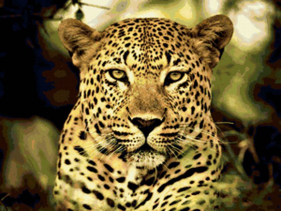 леопард - леопард, животные, кошки - предпросмотр