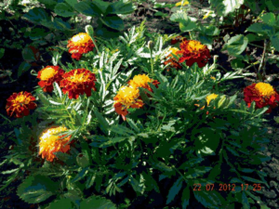 бархатцы - предпросмотр