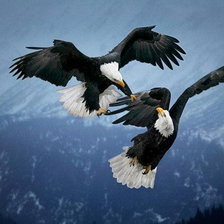 Схема вышивки «птицы в небе»