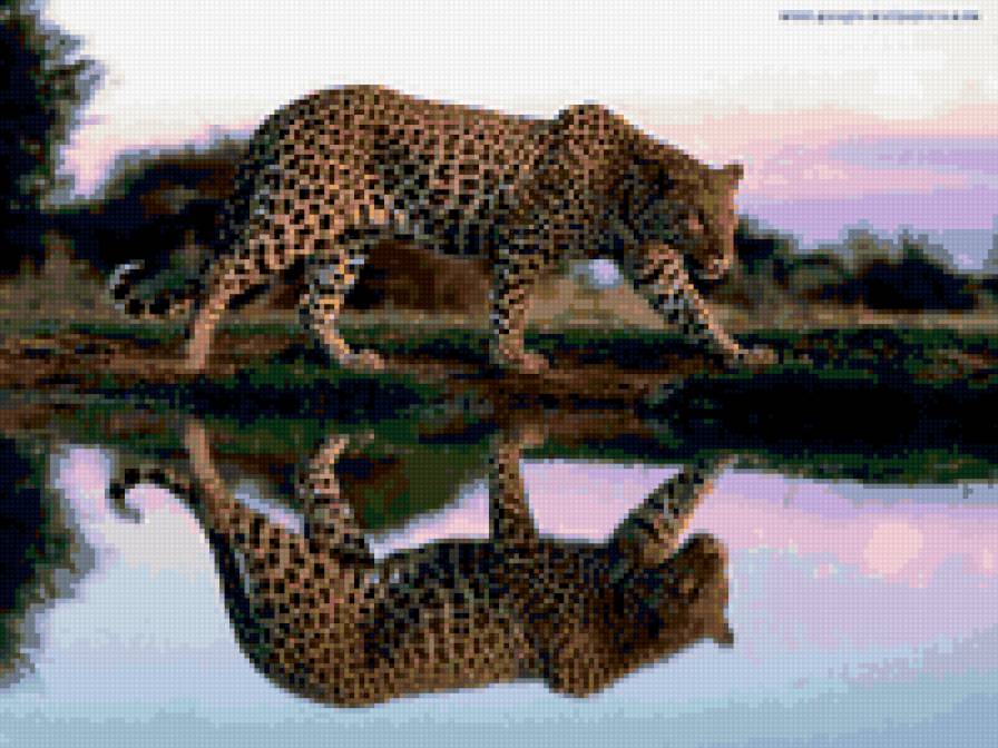леопард у воды - предпросмотр