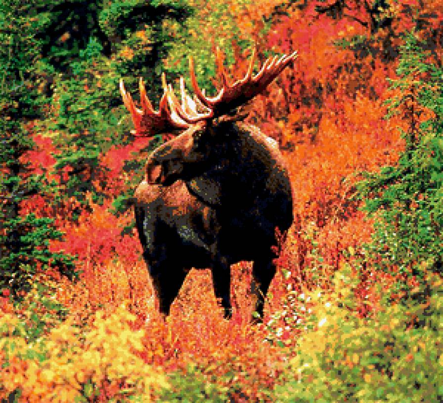 Лось - рога ветвистые - лось, животные - предпросмотр