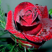 роза красная