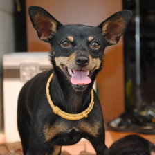 Схема вышивки «РИКА»