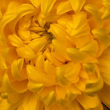 Желтая хризантема