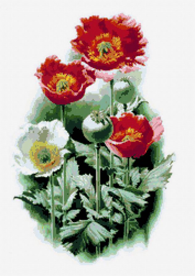 маки - цветы, букет - предпросмотр