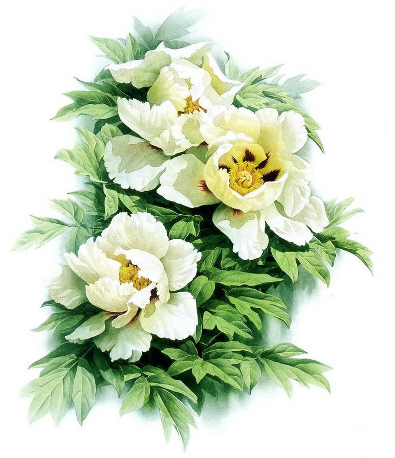пионы - цветы, букет - оригинал