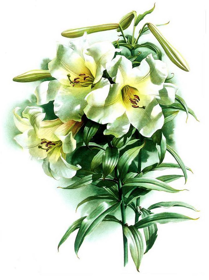 лилии - букет, цветы - оригинал