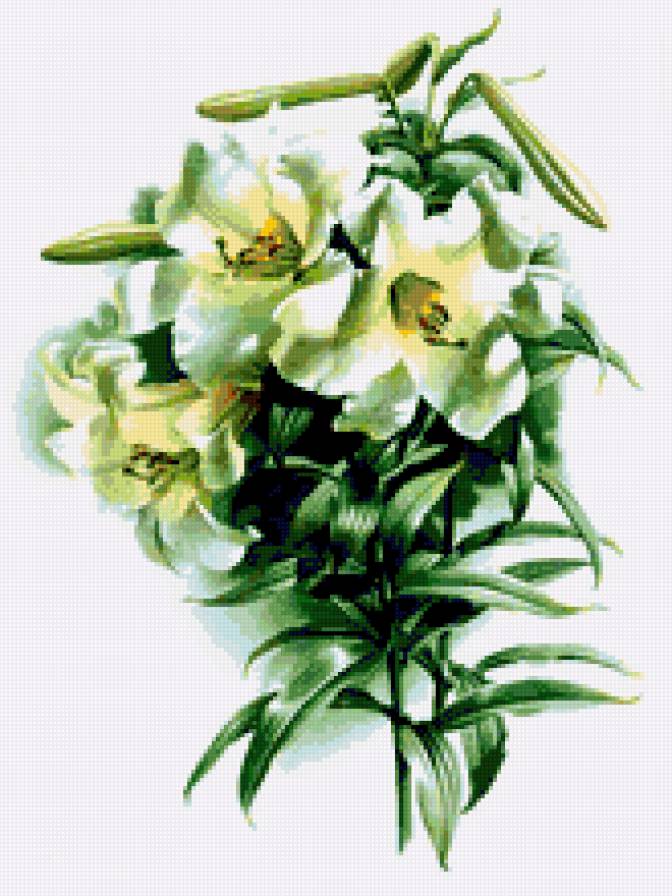 лилии - цветы, букет - предпросмотр