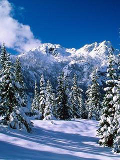 №175986 - лес, природа, зима - оригинал