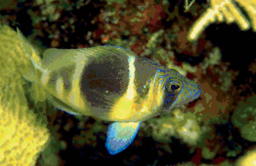 №176054 - животные, рыбы - предпросмотр